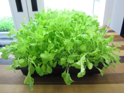 Lettuce-3-400x300