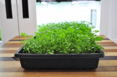 Parsley-ready-to-harvest-day-23-4-400x265